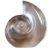 🐚