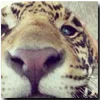 🐯