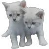 🐾