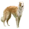 🐕