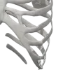 🦴