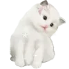 😽