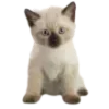 🐈
