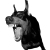 🐶