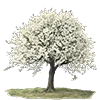 🌳