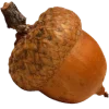 🌰