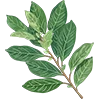 🌿