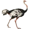 🦩