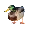 🦆