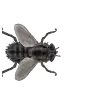 🐝