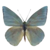 🦋