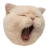 🙀