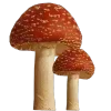 🍄