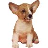 🐶