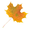 🍁