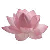 🌸