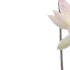 🌸