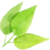 🌿
