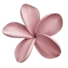 🌺