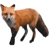 🦊