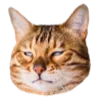 😾