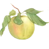 🍏