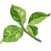 🌿