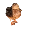 🦆