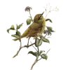 🐦‍⬛