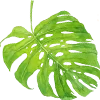 ☘️