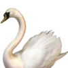 🦢