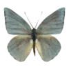 🦋