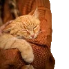 🐈