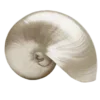 🐚