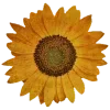 🌻