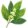 🌿