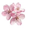 🌸