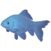 🐠