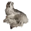 🐕