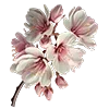 🌸