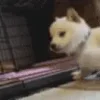🐶