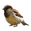 🐦