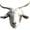 🐐
