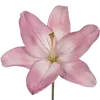 🌸