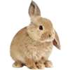 🐇