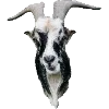 🐐