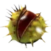 🌰