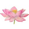 🪷
