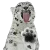 👅
