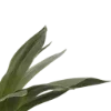 🌿